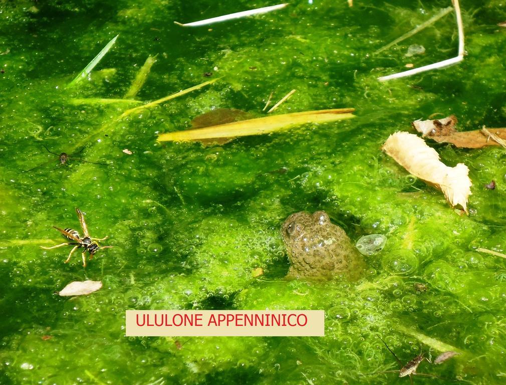 Agriturismo I Monti Di Salecchio Палацуоло сул Сенио Екстериор снимка